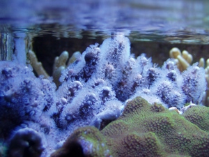 Meerwasser- Korallenableger- Heliopora coerulea 