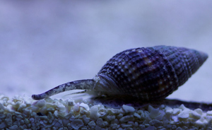 Schnecke Nassarius Meerwasser salzwasser Sandschnecke ca.2,5cm