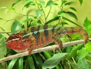 Chamäleon   Pantherchamäleon - Furcifer pardalis Bild 2