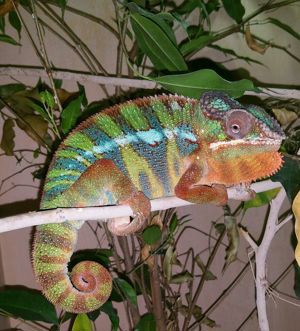 Chamäleon   Pantherchamäleon - Furcifer pardalis Bild 5