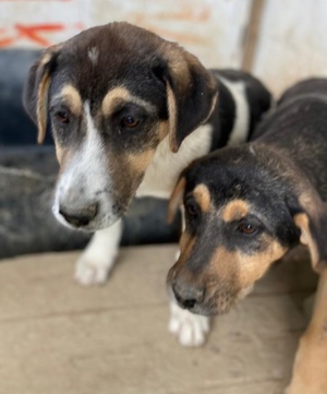 Adina, geb. ca. 11 2022, lebt in GRIECHENLAND, im städt. Tierheim Serres Bild 2