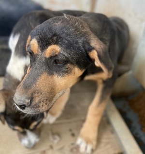 Adina, geb. ca. 11 2022, lebt in GRIECHENLAND, im städt. Tierheim Serres Bild 7