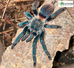 Dolichothele diamantinensis aus DNZ *Vogelspinnen, Phasmiden, Asseln, Skorpione, Terraristik*