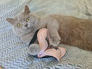 Puschkin bkh lilac deckkater (kein Verkauf) Bild 6