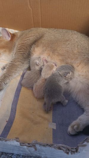 Puschkin bkh lilac deckkater (kein Verkauf) Bild 7