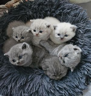 Puschkin bkh lilac deckkater (kein Verkauf) Bild 8