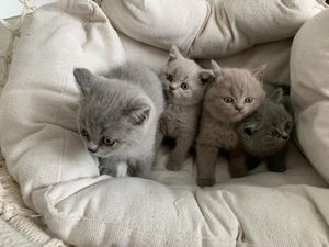 Puschkin bkh lilac deckkater (kein Verkauf) Bild 10