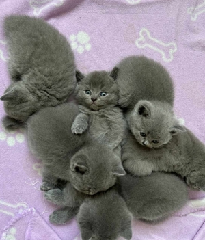 Puschkin bkh lilac deckkater (kein Verkauf) Bild 9