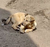 Dolores - Zuckerpüppchen sucht ihr Zuhause Bild 2
