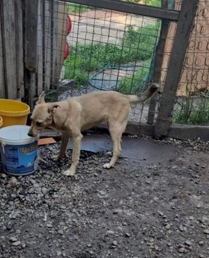 Dolores - Zuckerpüppchen sucht ihr Zuhause Bild 4