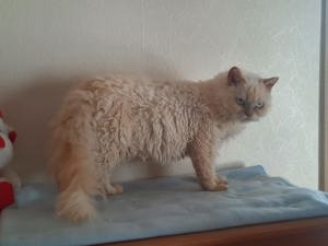 Selkirk Rex Mädchen, Red Colorpoint, auch zur Zucht geeignet