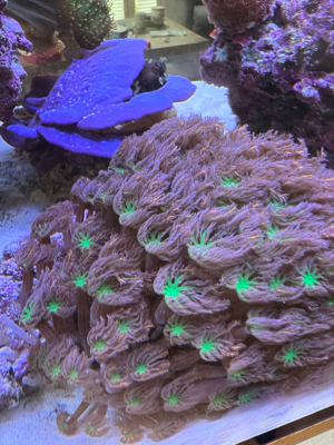 Korallen, Anemonen, Gorgonien Bild 9