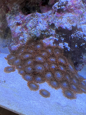 Korallen, Anemonen, Gorgonien Bild 5