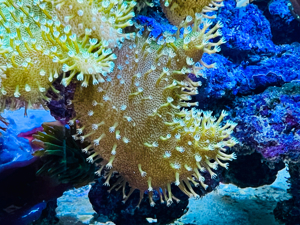 Korallen, Anemonen, Gorgonien Bild 7