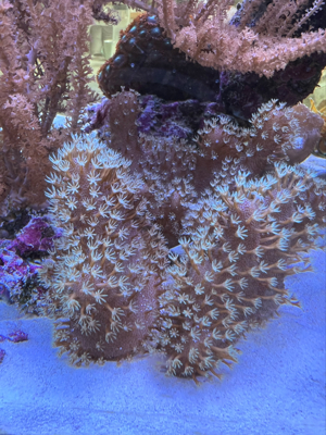 Korallen, Anemonen, Gorgonien Bild 8