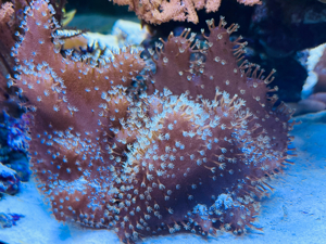 Korallen, Anemonen, Gorgonien Bild 6