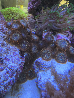 Korallen, Anemonen, Gorgonien Bild 3