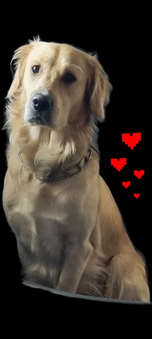 Erfahrener Golden Retriever Deckrüde (kein Verkauf)