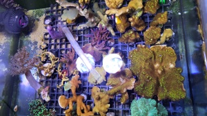 Korallenableger Montipora, Euphyllia Dragon Soul