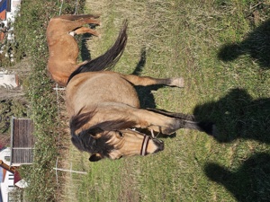 Reitbeteiligung  Pferd sucht Reiter 