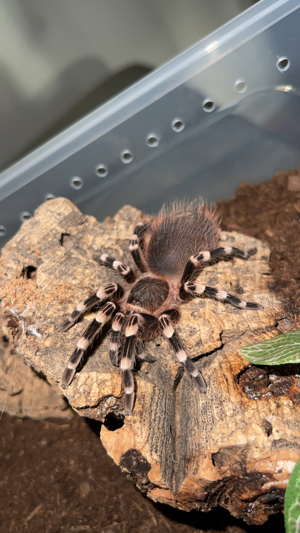 Acanthoscurria geniculata vogelspinne