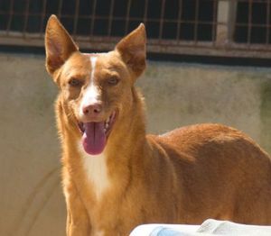 AIKO V39, Podenco-Mischlg. - gutes Sozialverhalten, Menschen beobachtet er erst