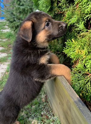 Schäferhundwelpen mit Ahnentafel 