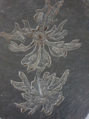Rarität! Wandbild massive Schieferplatte Edelweiss Schiefer geritzt Handarbeit Sauerland signiert Bild 4