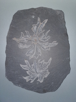 Rarität! Wandbild massive Schieferplatte Edelweiss Schiefer geritzt Handarbeit Sauerland signiert Bild 6