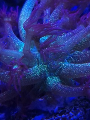 Goniopora Galaxy - Korallen - Meerwasser Bild 2