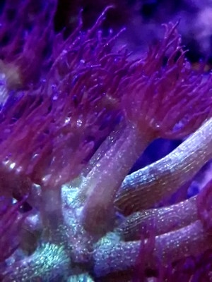 Goniopora Galaxy - Korallen - Meerwasser Bild 6