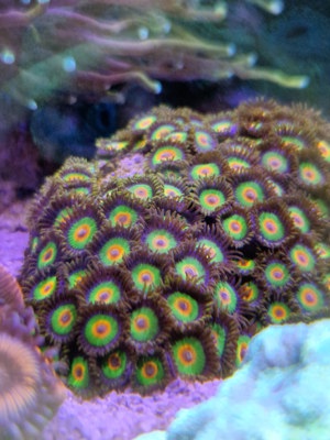 Zoanthus (Zoa) Rasta- Korallen - Meerwasser Bild 2