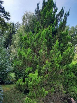 Pflanzen u. Bäume günstig v. privat - in Sauerlach-Arget (ca 25 km südl. Münchens) Bild 3