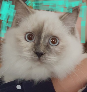 Sehr liebe Ragdoll Katze 3-farbig sucht Traumzuhause