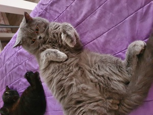 Bkh deckkater Blutgruppe B reinrassig blü  Bild 4