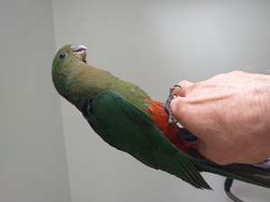 Koniglicher Papagei handgefuttert Bild 1