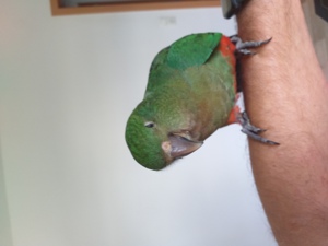 Koniglicher Papagei handgefuttert Bild 4
