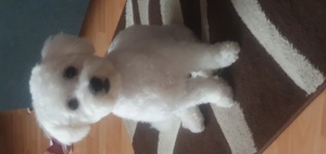 Deckrude nicht zu verkaufen