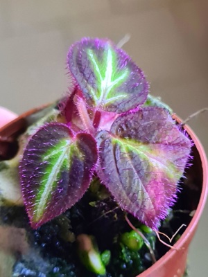 Sonerila fluo China klein, Regenwald Terrarium Pflanze,  Ableger  Bild 6