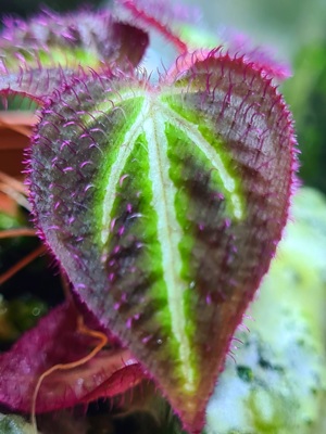 Sonerila fluo China klein, Regenwald Terrarium Pflanze,  Ableger  Bild 5