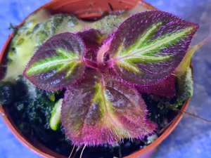 Sonerila fluo China klein, Regenwald Terrarium Pflanze,  Ableger  Bild 4