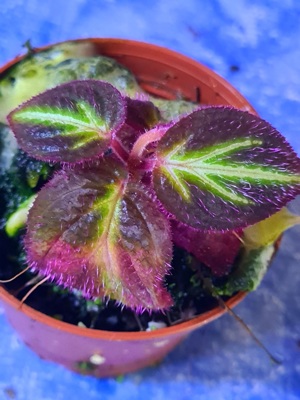 Sonerila fluo China klein, Regenwald Terrarium Pflanze,  Ableger  Bild 2