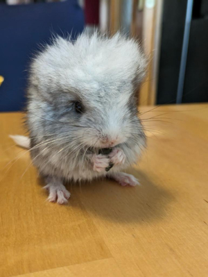 Chinchilla angora rpa Babys männchen und weibchen ebony Weiss schecke ebony mittel Bild 4