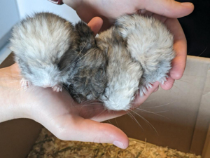 Chinchilla Babys männchen weibchen angora rpa und angora Träger rpat verschiedene Farben 