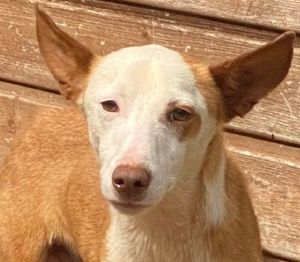 SAMITO, Podenco Andaluz Mix - ist schüchtern, lieb. Ein souveräner Zweithund würde ihm helfen.