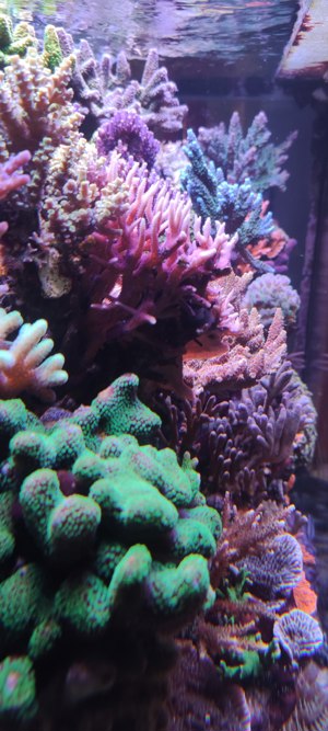 Meerwasser Korallenableger Korallen Zoas Weichkorallen SPS LPS Aquarium