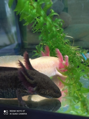 Axolotl Bd. frei Bild 2