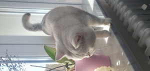 Deckkater Amadeus  Bild 5