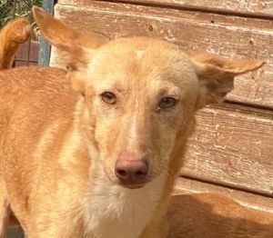 TRUC, Podenco Andaluz Mix - schlimme Haltung hat den Armen geprägt. Jetzt gibt es ein liebes Heim.