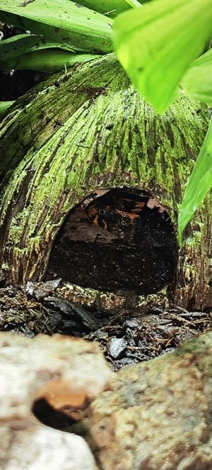 Daueranzeige: Zucht Jungtiere - Rotaugen-Buschkrokodilen (Tribolonotus gracilis) 